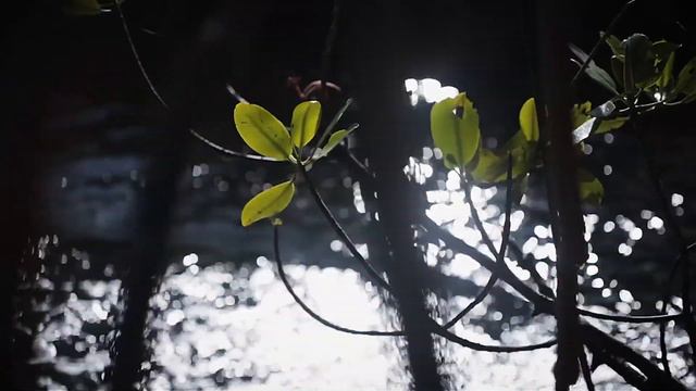 Plataran L'Harmonie - West Bali National Park смотреть онлайн