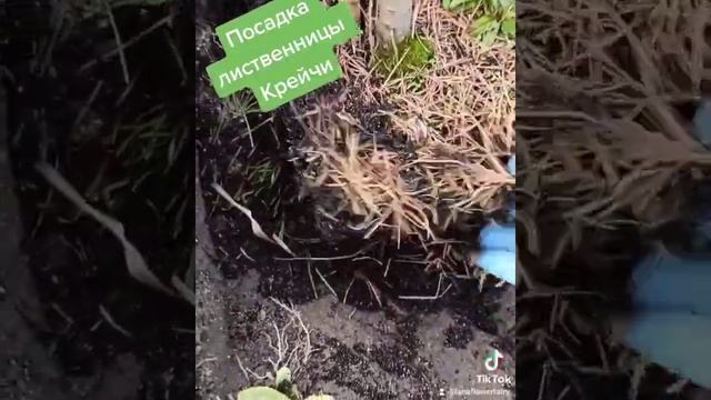 Посадка лиственницы Крейчи смотреть онлайн