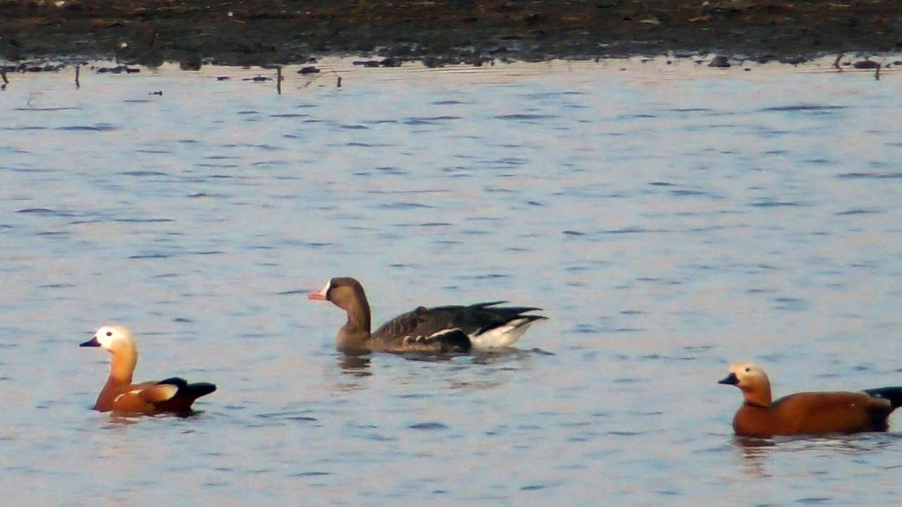 Белолобый Гусь в компании Огарей / Greater white-fronted goose смотреть онлайн