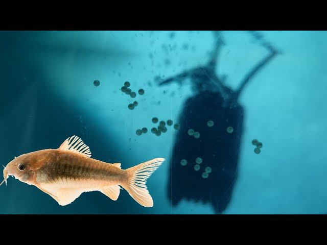 ПРОИЗОШЁЛ НЕРЕСТ ЗОЛОТИСТОГО СОМИКА смотреть онлайн