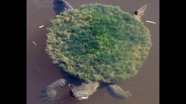 Почему выражение «медленный, как черепаха» в корне неверно смотреть онлайн