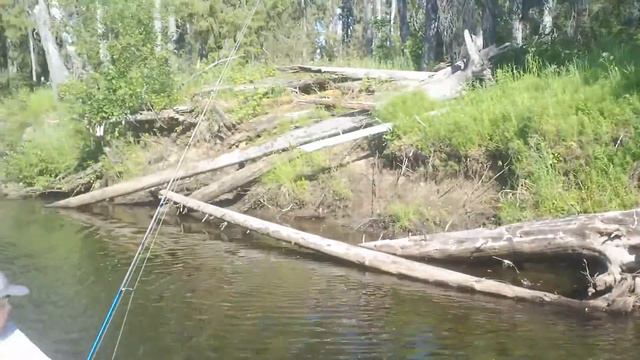 Утка с утятами смотреть онлайн