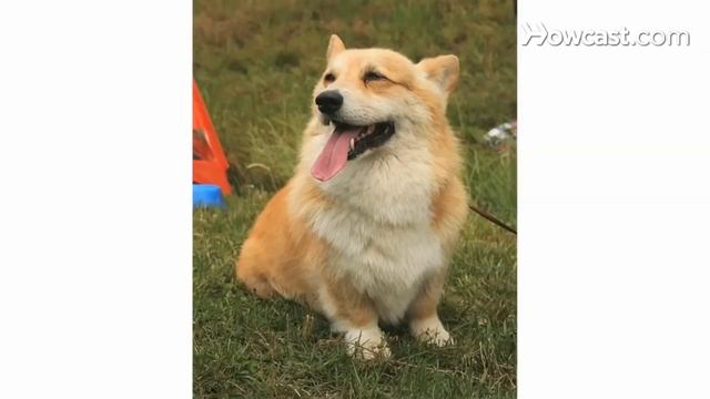 Pros & Cons of a Pembroke Welsh Corgi | Dog Breeds смотреть онлайн