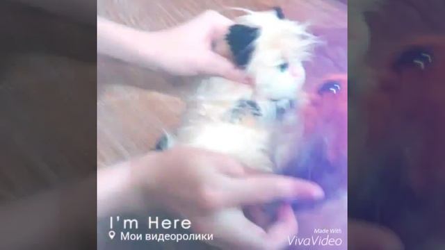 {Funny Toys - Video Clips [ Y.P]}Клип 2 (Мяг.Игр.) смотреть онлайн