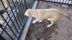 Агрессия собаки на других собак