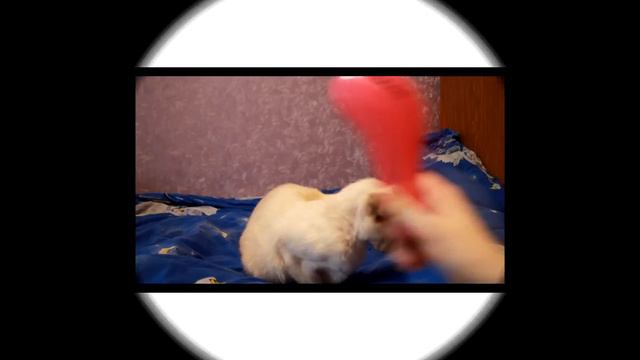 Кадры из жизни №12. Кэт Рут играет на синтезаторе?! :D смотреть онлайн