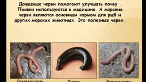 РАЗНООБРАЗИЕ ЖИВОТНЫХ. ОКРУЖАЮЩИЙ МИР🌏🌐 3 КЛАСС