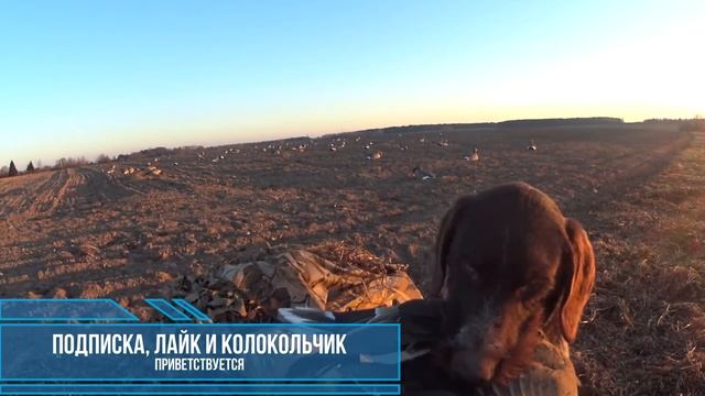 №82 Побег гуся из "Шоушенко"! Собаки в ШОКе! Охота на гуся и селезня 2020 г. будет лучше, чем 2019 смотреть онлайн