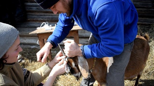 Простой способ обезроживания взрослых коз. Как убрать рога у козы смотреть онлайн