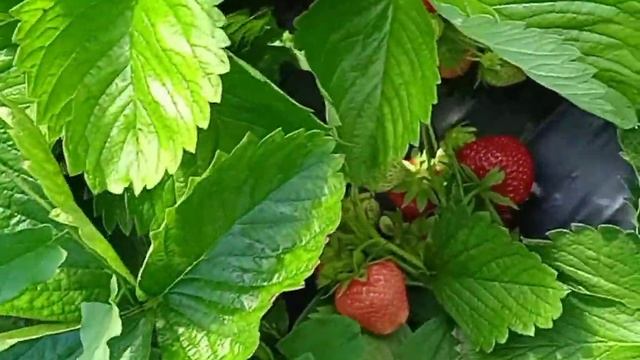 Фраголаура (Аура), Дели и Дали -как показали себя клубничные новинки в наших условиях. смотреть онлайн