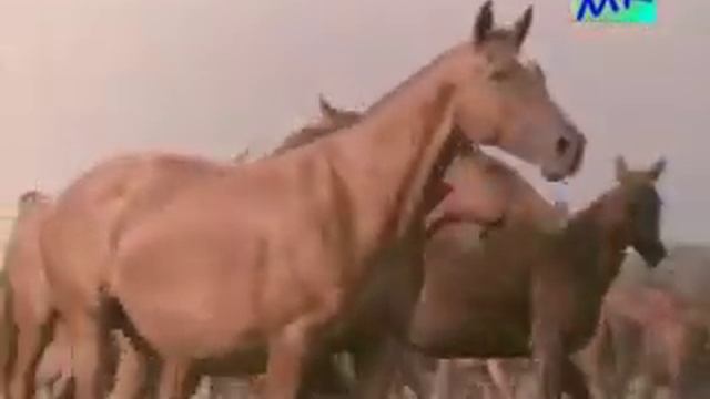 Pelageya - Пелагея - Ой, да не вечер