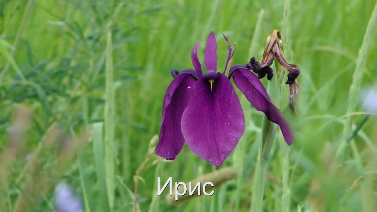 Луговое разнотравье. смотреть онлайн