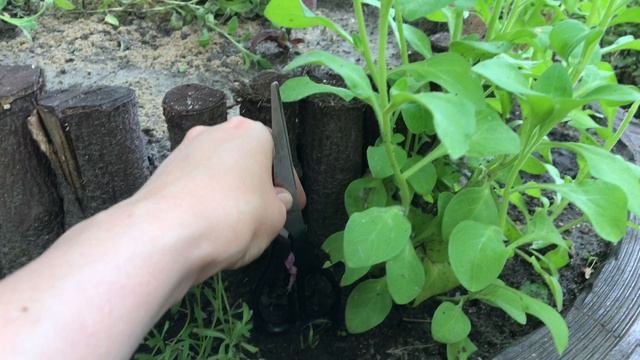 Дачные будни. Хоста зацвела. Обриета, петуния и молодило. Подвязываем огурцы и расчищаем дорожки смотреть онлайн