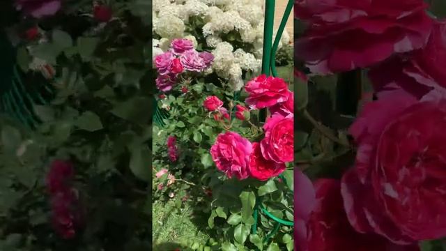 Роза иннес састре на 22 июня. смотреть онлайн