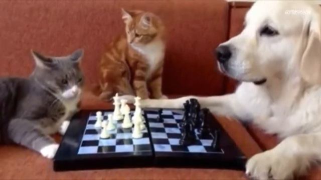 Лошадью Ходи смотреть онлайн