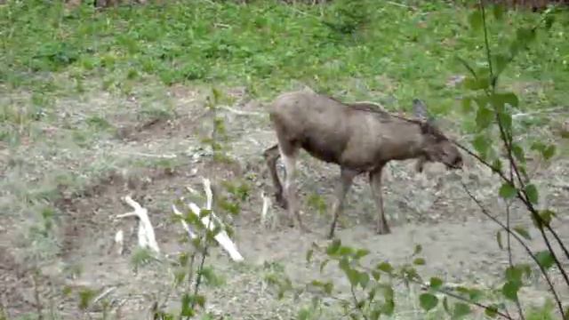 Лось на солонце. смотреть онлайн