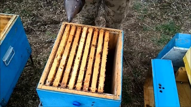 Отводок на карнике после зимы. Сугробы подмора. Сравнение с кавказянкой. Весенняя пересадка. Часть смотреть онлайн