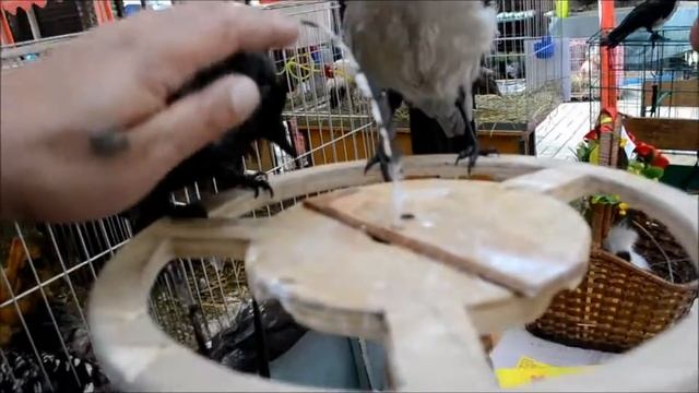 Врановые. смотреть онлайн