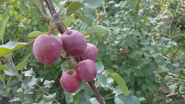Яблоня осенняя красномясая сорт Райка Керр смотреть онлайн
