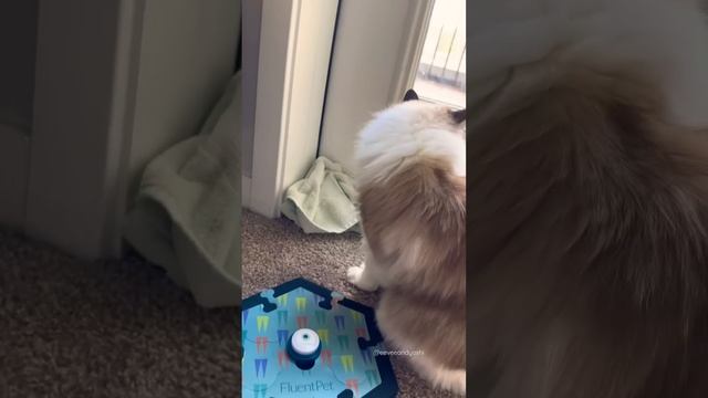 Button training! Making baby steps ☺️ смотреть онлайн