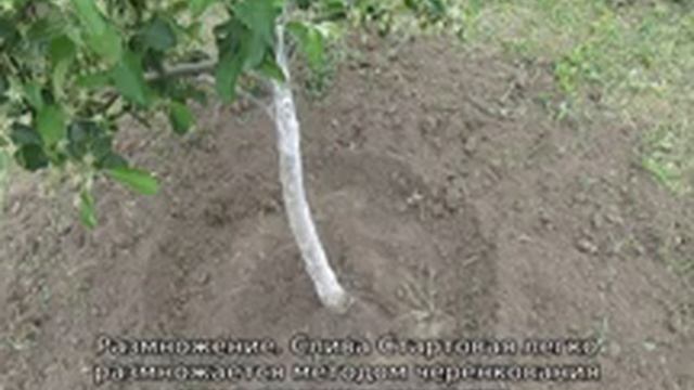 Слива Стартовая смотреть онлайн