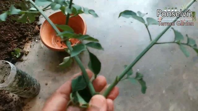 ஜாதிமல்லி பதியம் இனி success | Jathimalli Pathiyam | How To Do Propagation #tamil #gardening #ad смотреть онлайн