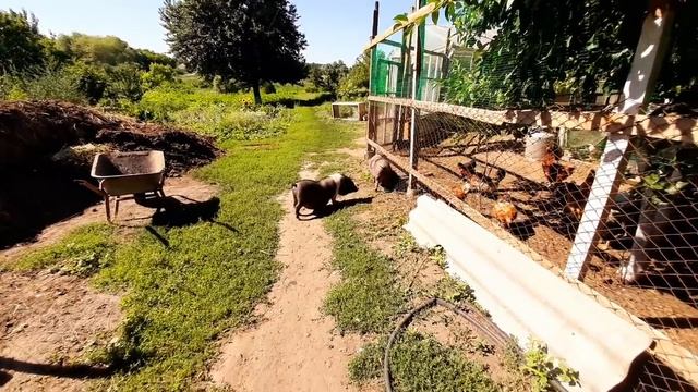 Хозяин дома, все как по маслу// у мамы отпуск смотреть онлайн