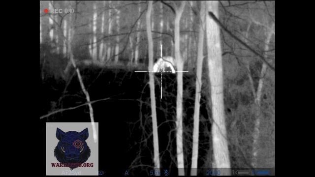 WarHawgs Hero Hunt Thermion XM50 157 yards 250+ Lbs Boar смотреть онлайн