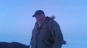 Животные воруют рыбу