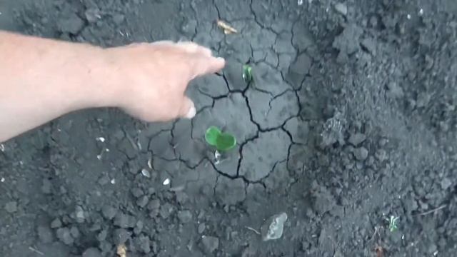 Как растет наша бахча. Дыни на даче смотреть онлайн