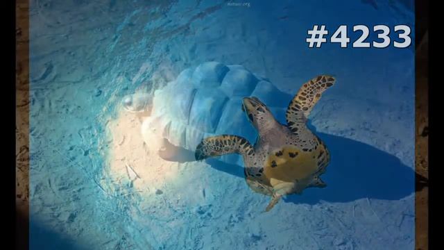 #4233. Черепахи (В мире животных) смотреть онлайн