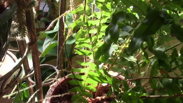 КОМНАТНЫЕ РАСТЕНИЯ И ЖАРА.