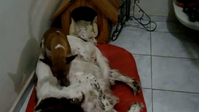 French Spaniel смотреть онлайн