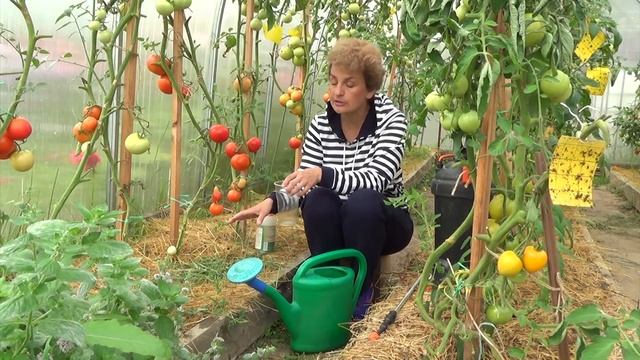 Чем обеззаразить почву в конце сезона смотреть онлайн