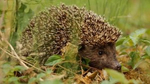 Мир животных. Читаем про ежа.