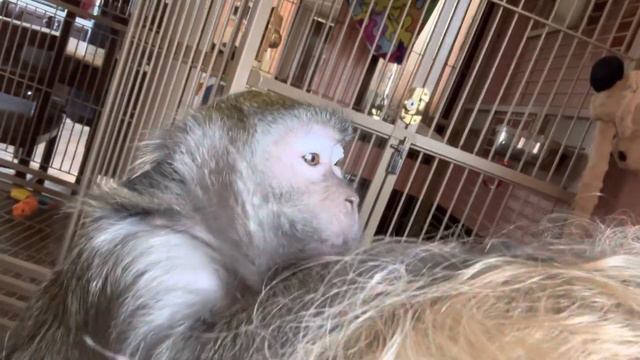 How To Lower Anxiety Macaque Style ASMR смотреть онлайн