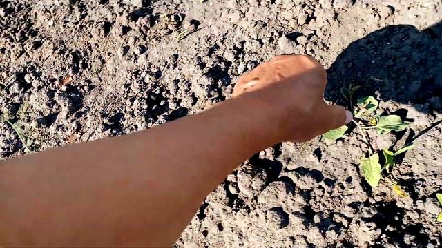 Лук🧅🧅🧅 Батун сорта КРАСНОЕ ПЕРО увы не ВЗОШЁЛ.😒Семена были ПРОСРОЧЕНЫ. Моя Невнимательность 😒27.5.2 смотреть онлайн