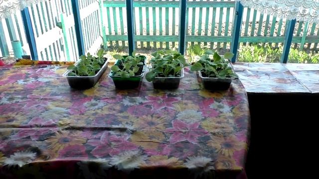 Закаливание рассады - Курительного табака. смотреть онлайн