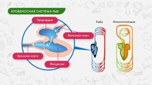 Внутреннее строение рыб