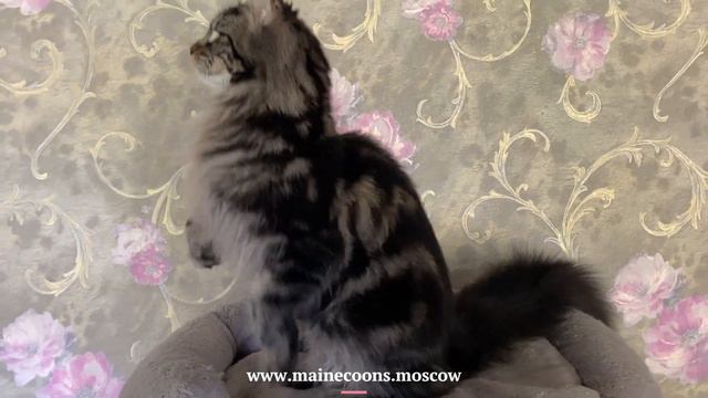 Крупная девочка Мейн-кун - черный мраморный окрас (n 22) - 7,5 месяцев смотреть онлайн