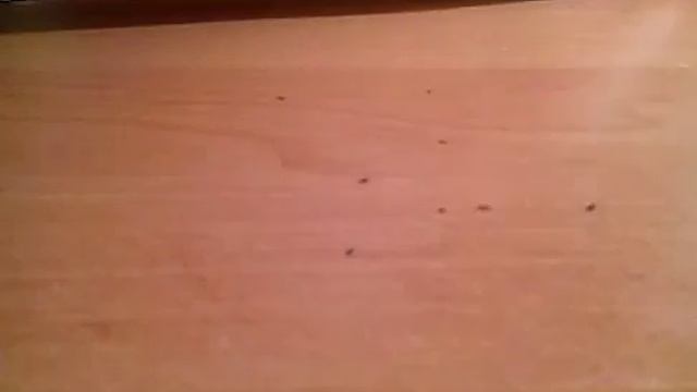 Делаем квами кота Плагга своими руками из Леди баг и супер кот часть 1 смотреть онлайн