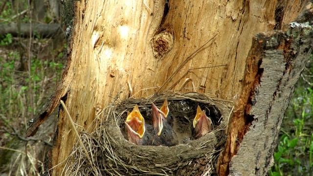 Рябинник кормит птенцов, Chicks Fieldfare смотреть онлайн
