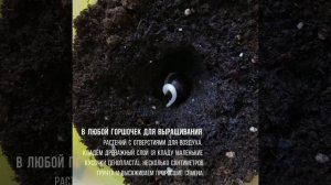 Как вырастить Долихос из семян. Быстро и просто выращиваем Долихос за 10 дней.