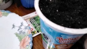 Посадка огурцов на рассаду в неотапливаемую теплицу