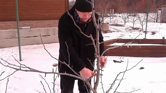 Выращиваем централь
ный проводник. смотреть онлайн