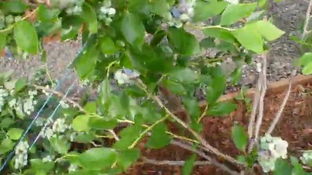 голубика Дюк первый пошел! смотреть онлайн