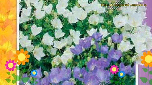 Колокольчик карпатский Смесь окрасок. Краткий обзор, описание характеристик, где купить семена смотреть онлайн