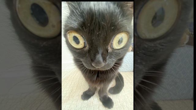 Дайте Танк(!) – Альтернатива (speed up) смотреть онлайн