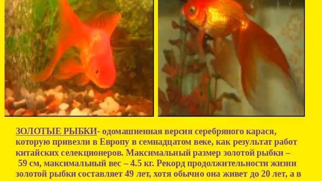 АППЛИКАЦИЯ АКВАРИУМНЫЕ РЫБКИ смотреть онлайн