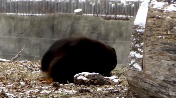 Росомаха: Бесстрашная хозяйка леса | Интересные факты про росомаху